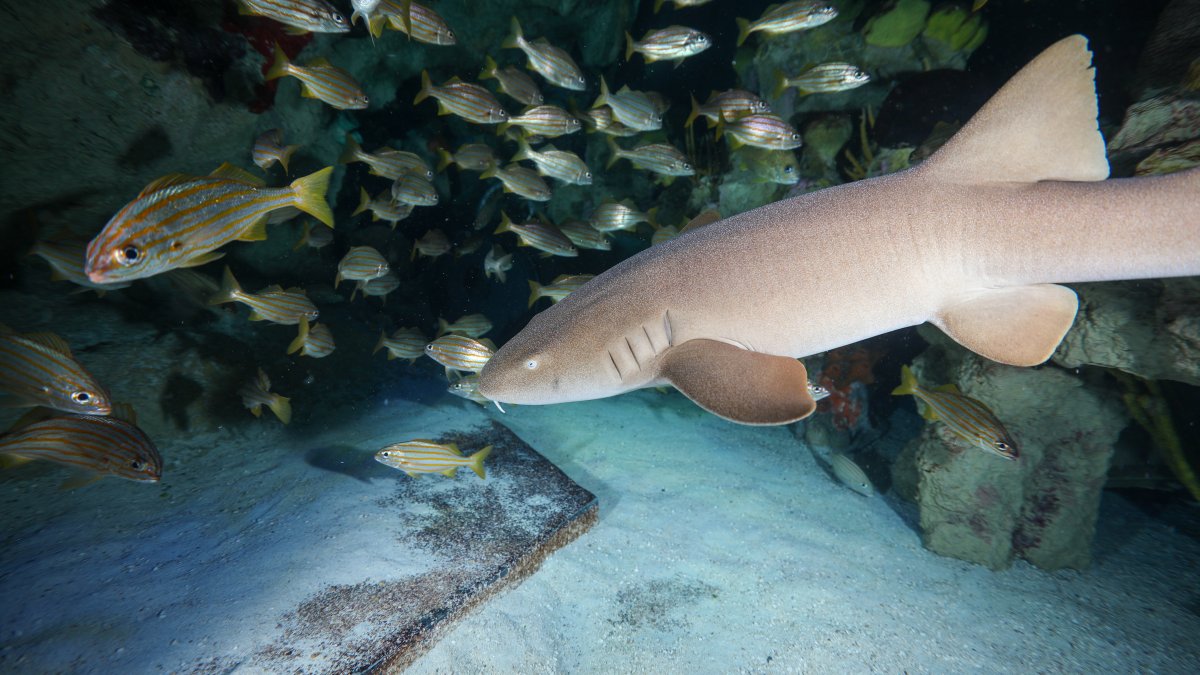 Boston, MA New England Aquariums has its first nurse shark NBC Boston