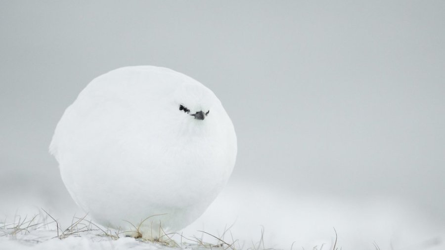 Highly Commended Winner - Snowball (Jacques Poulard/Comedy Wildlife 2023)