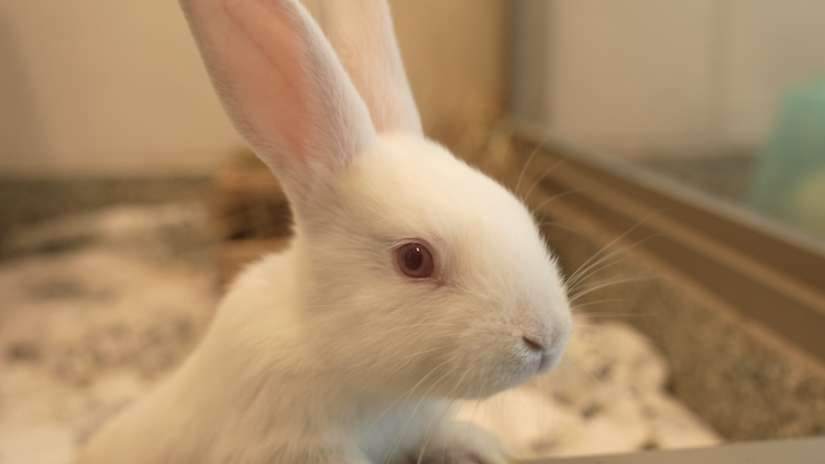 East Boston MA rabbits found abandoned at Belle Isle Marsh Reservation