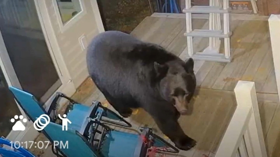 Bear visits Bedford, NH home NBC Boston
