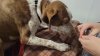 Mysterious respiratory illness affecting dogs makes its way to Mass., NH