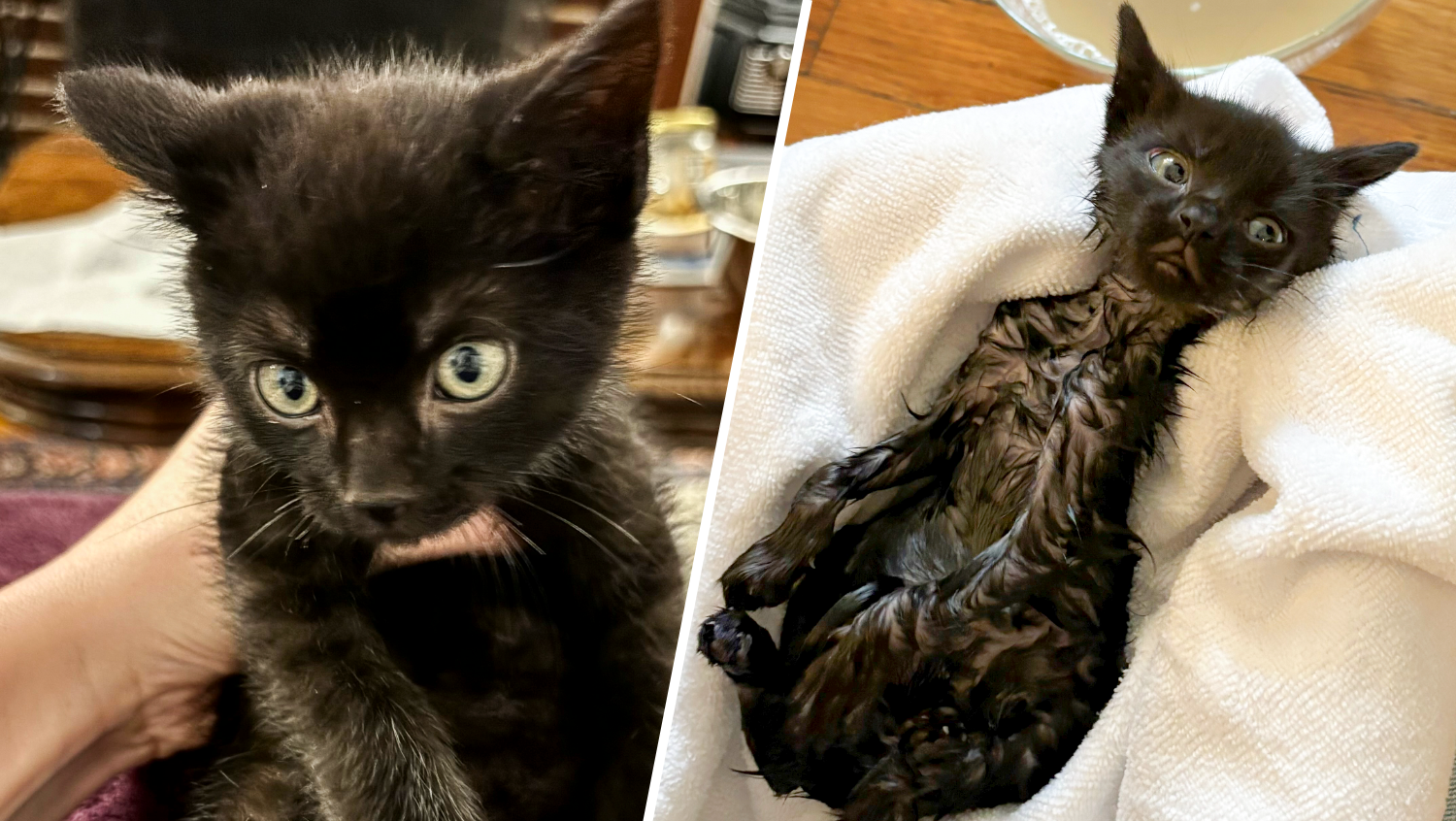 5-week-old kitten named Applesauce rescued from freezing