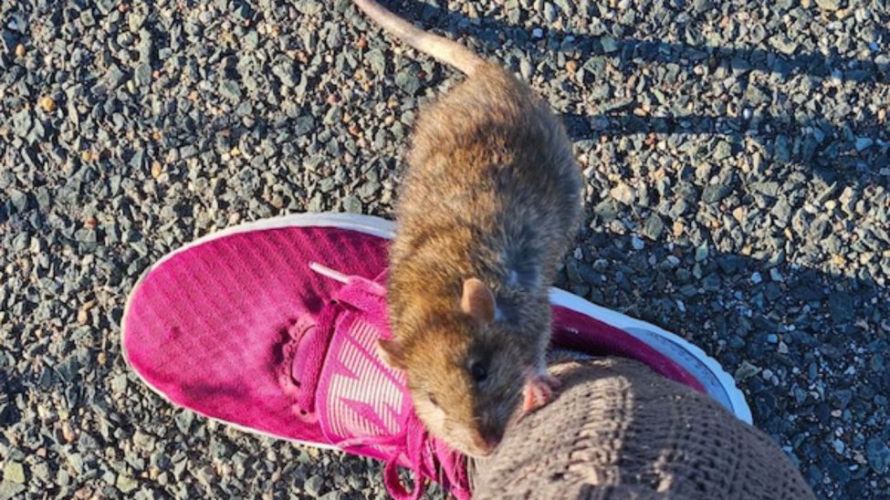 Rats in South Boston? Video shows rodent crawling up man’s leg – NBC Boston
