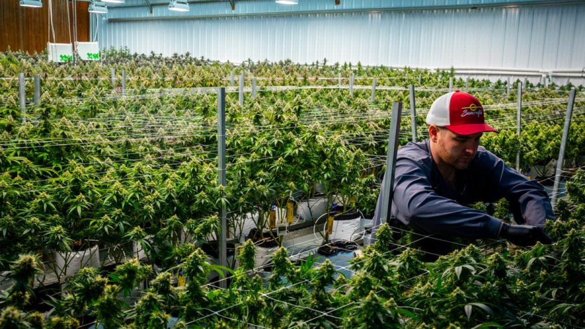 马萨诸塞州大麻行业的挑战导致行业收缩