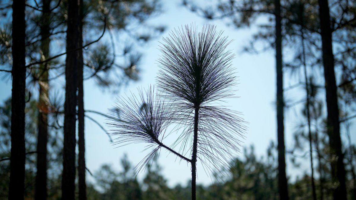 The longleaf pine species thrives when burnt. Southerners want to boost