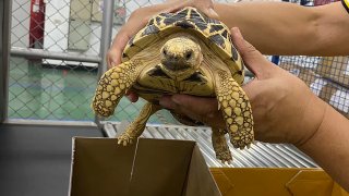 A turtle seized by Thailand custom officers