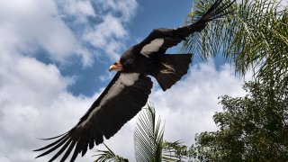 FILE - A California condor named Hope takes to flight at the Condor habitat at the Los Angeles Zoo, May 2, 2023.
