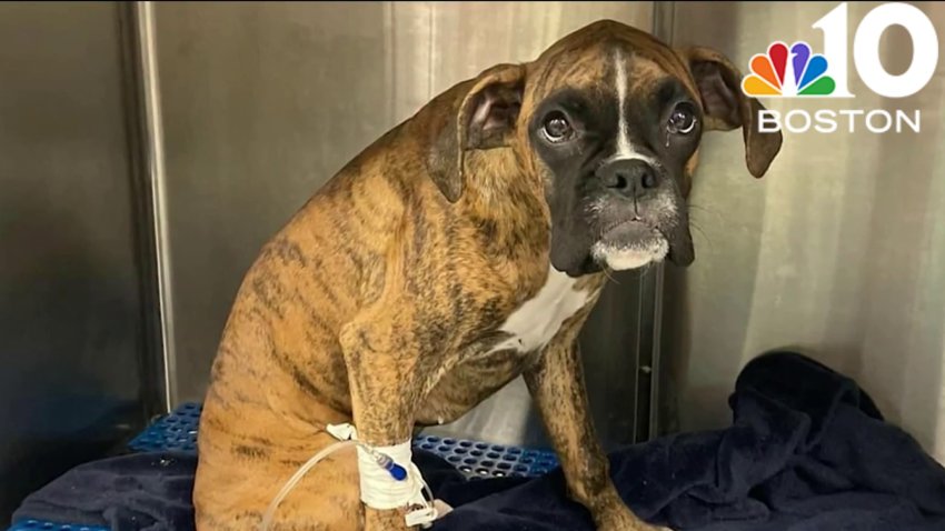 Puppy dies after ingesting rat poison