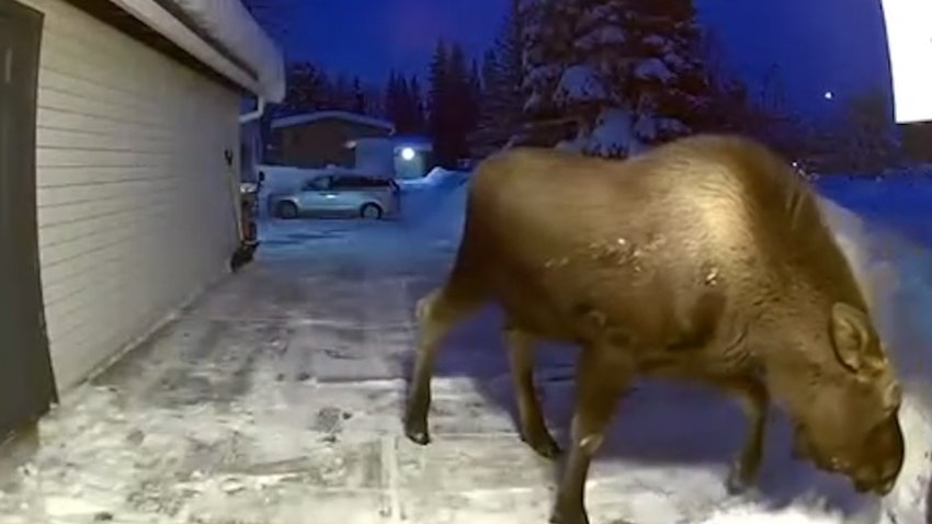Baby moose wanders up Alaska family's driveway after heavy snowfall