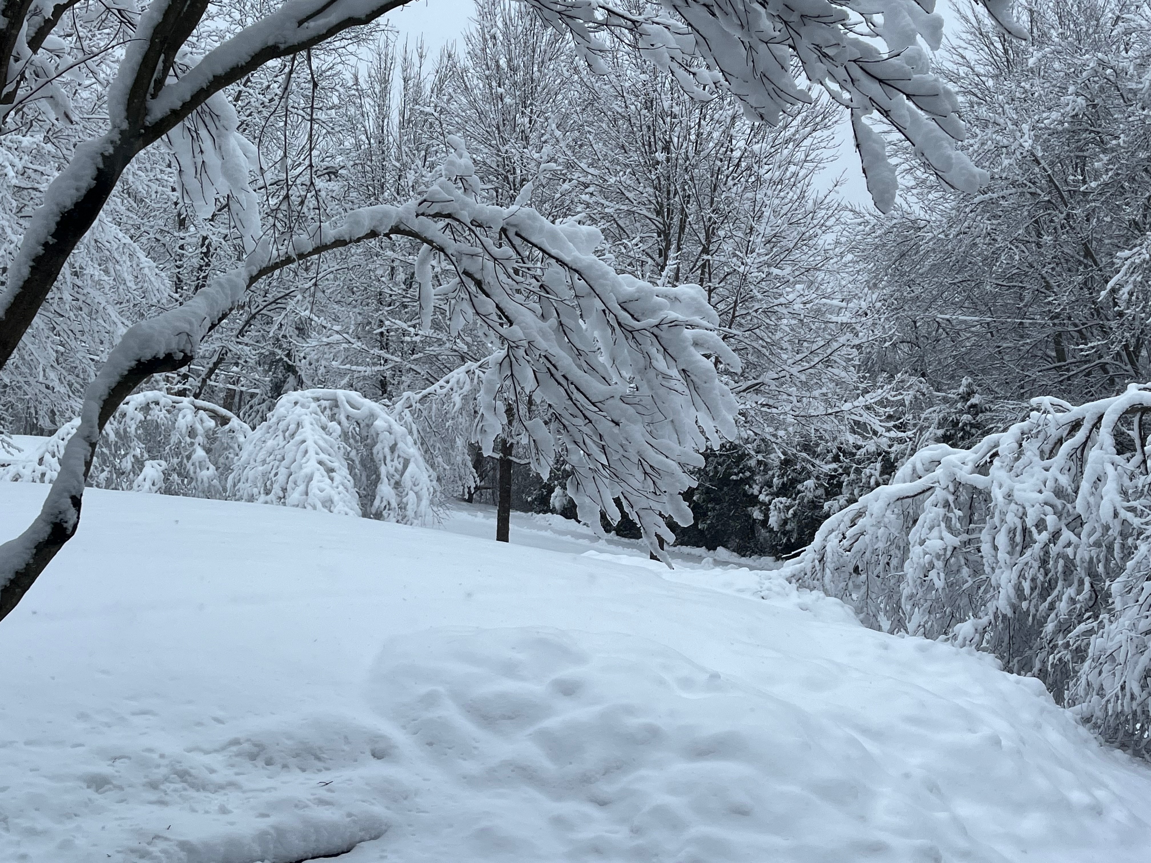 Snow photos in Mass., NH: – NBC Boston