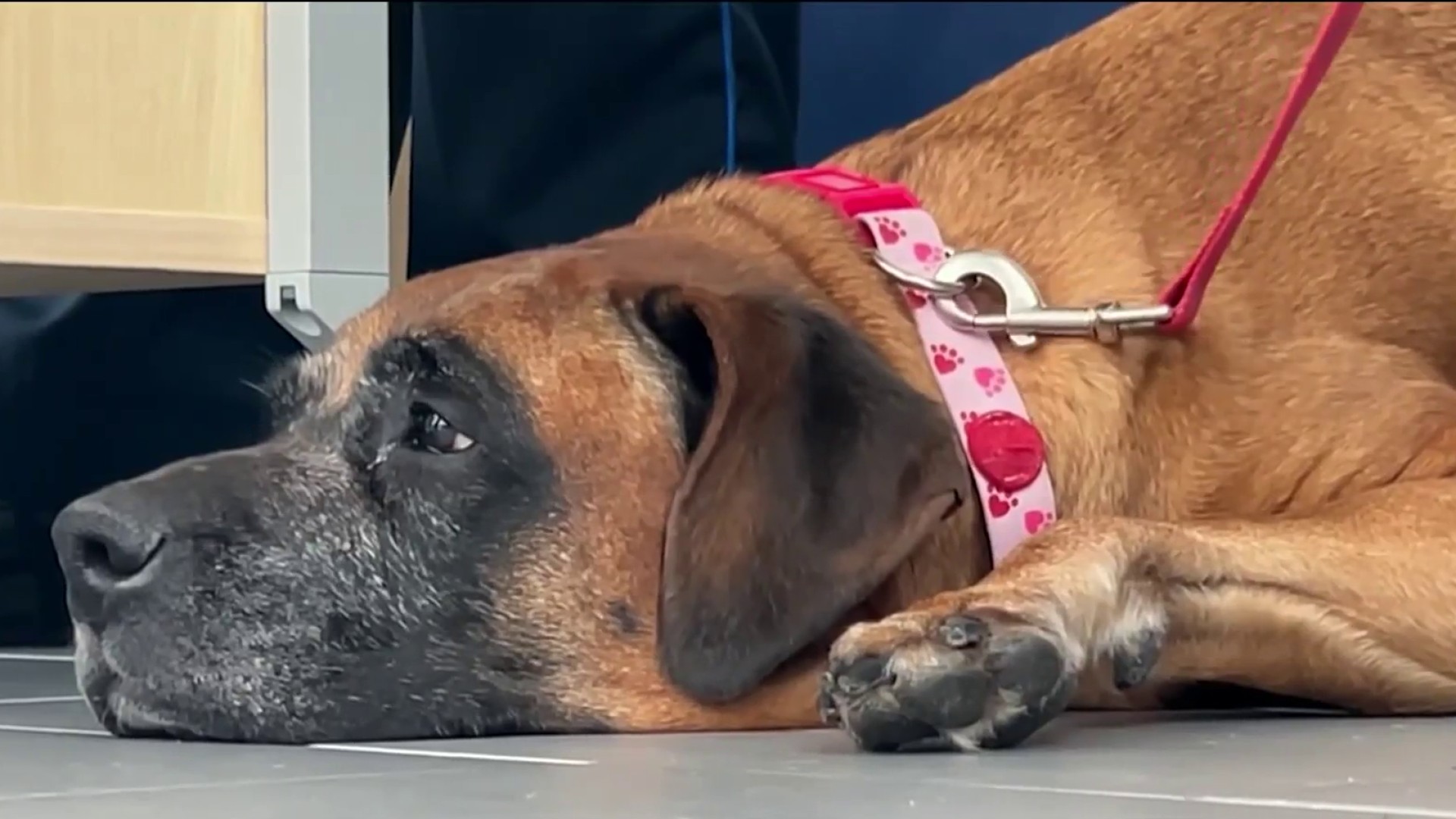 Big Momma, the mastiff who was found Dec. 14, 2023, after being abandoned in a Malden, Massachusetts, park.