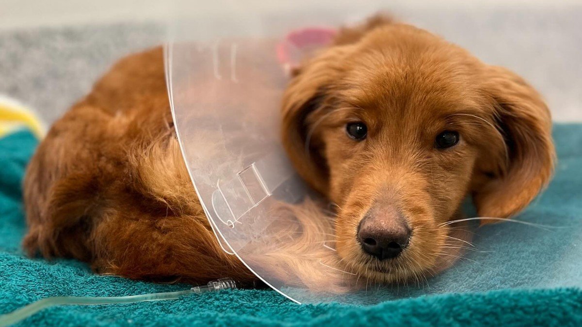 Authorities seek owner of emaciated dog found in Brookline – NBC Boston