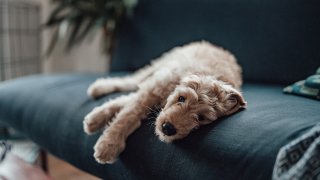 Goldendoodle resting on the sofa.