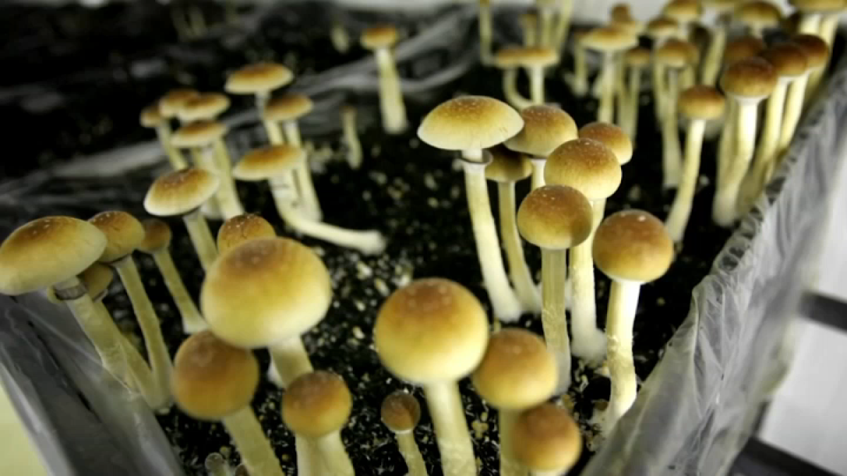 Massachusetts psychedelic mushroom debate continues at State House