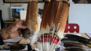 Non-eagle bird carcasses and bird feathers