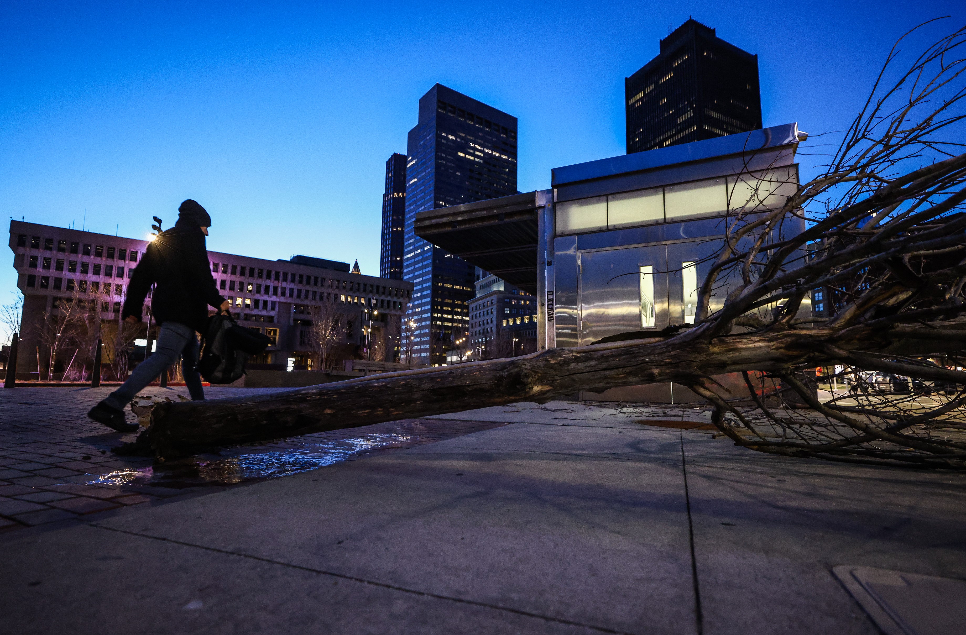 A tree is seen down on Boston's City Hall Plaza on Thursday, Feb. 29, 2023. 