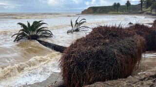 Several majestic palm trees that usually flank the Refugio State Beach just north of Santa Barbara have come crashing down in recent days.