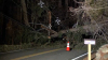 Strong winds knock down large tree in Dover, leave residents without power