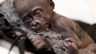 A baby gorilla, Jameela, was born at the Fort Worth Zoo in an emergency c-section.