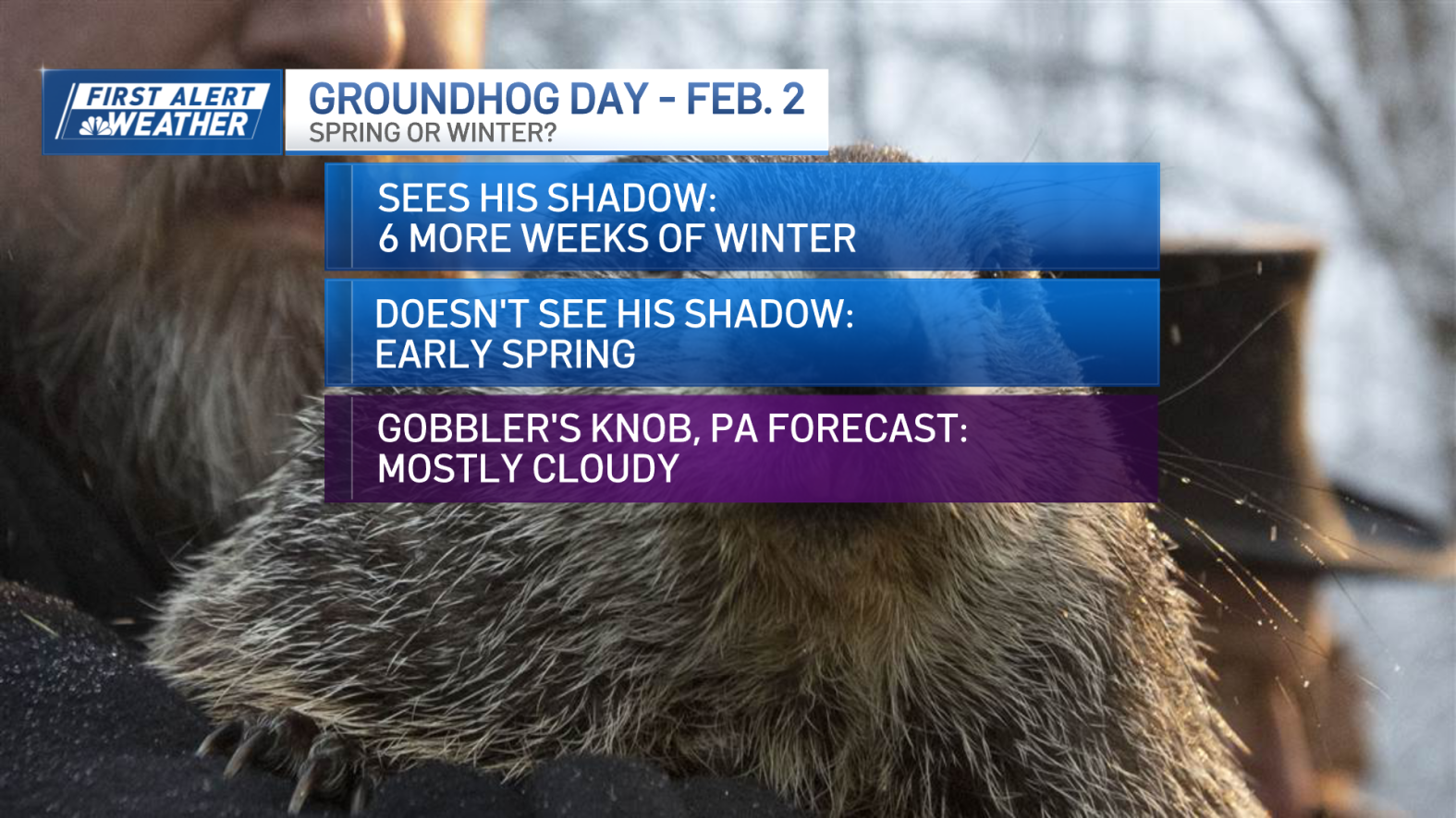 Groundhog Day 2024 Phil s Accuracy Vs Ms G Of Mass NBC Boston groundhog-day-2024-phil-s-accuracy-vs-ms-g-of-mass-nbc-boston