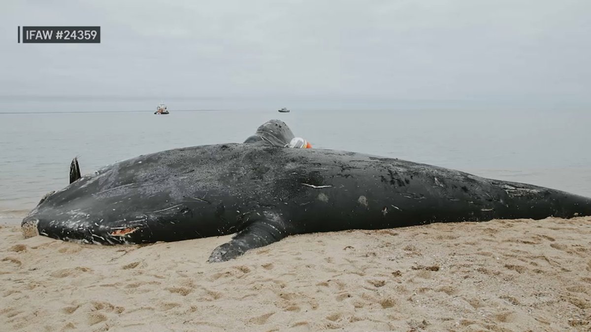 Right whale found dead off Mass. died as result of entanglement in