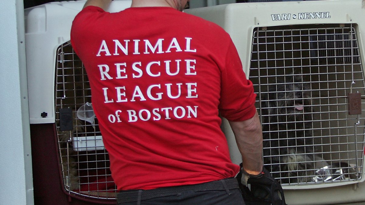 Rescue Puppy Sparkle: A Heartwarming Story from the Animal Rescue League of Boston