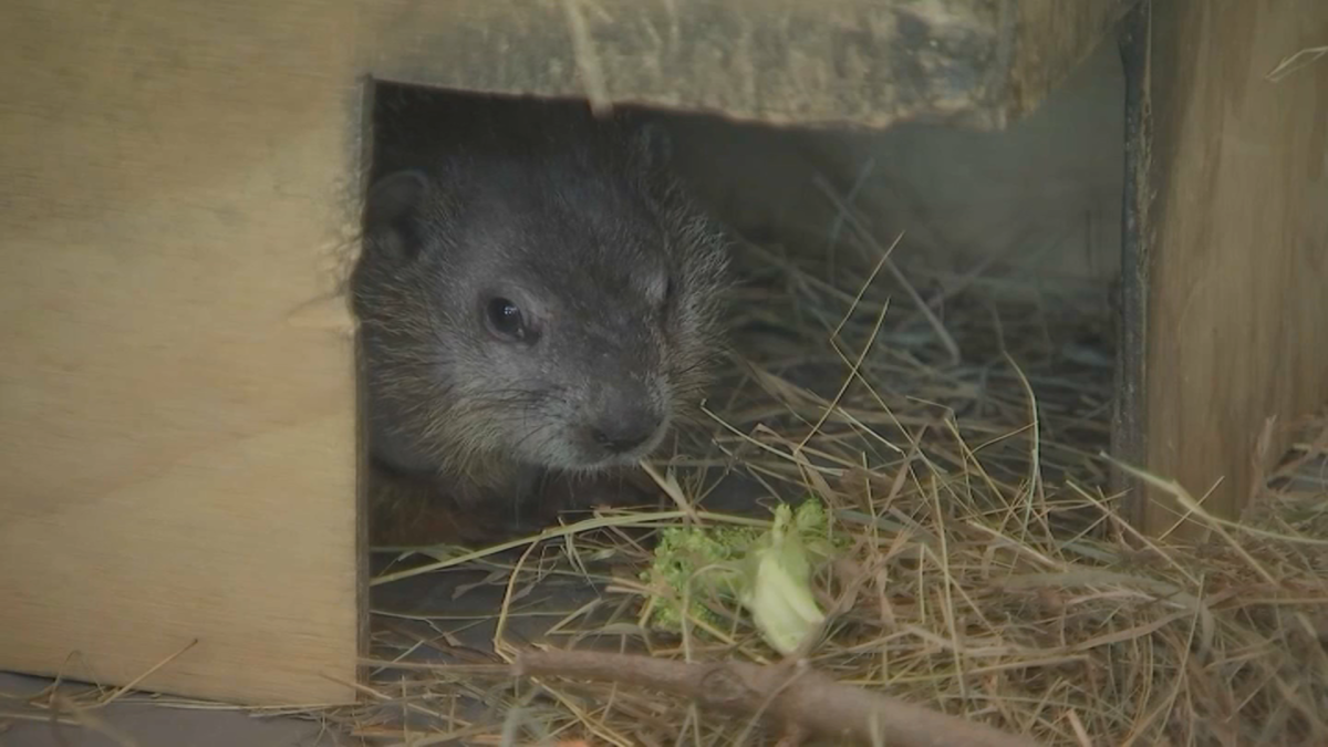 Ms. G’s Mass. Groundhog’s Day 2024 prediction – NBC Boston