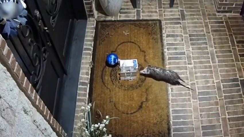 Security camera image of opossum on front porch