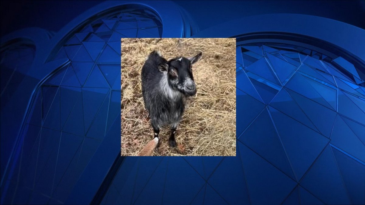 Wrentham missing goat NBC Boston