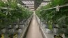 How marijuana is becoming big business in Fitchburg