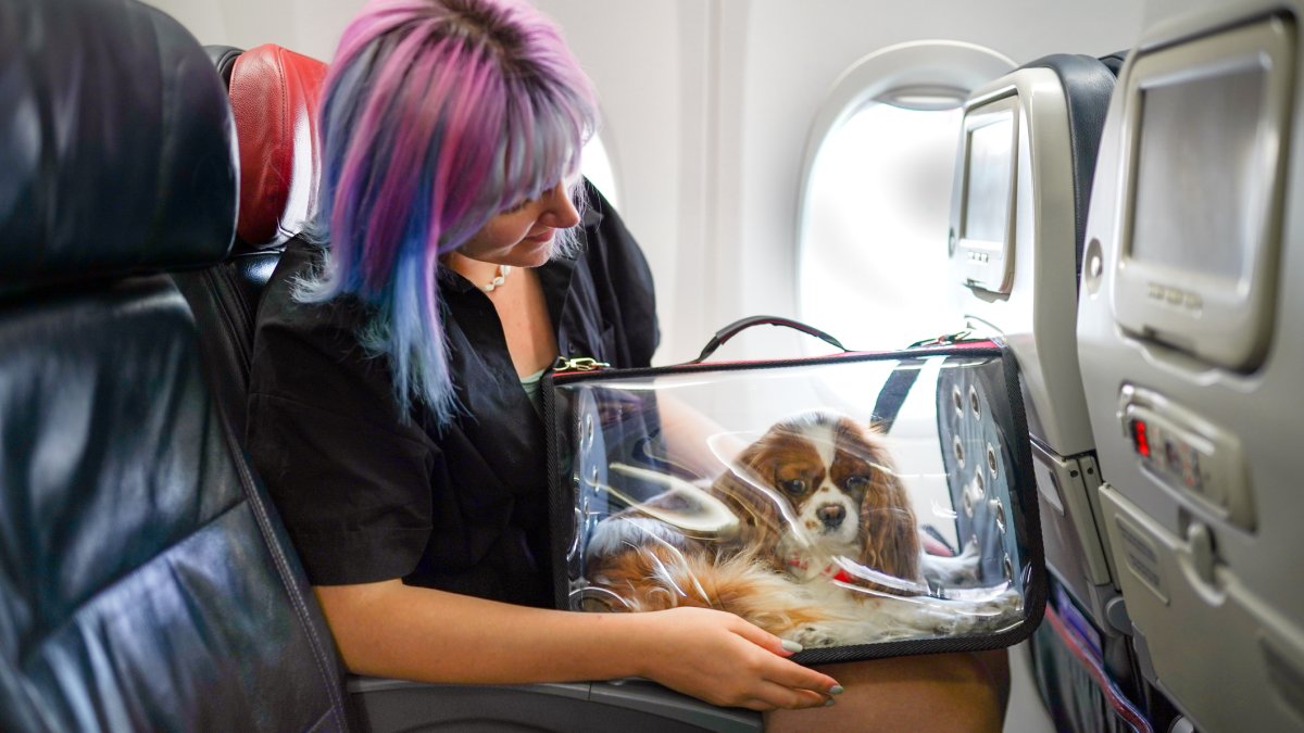 American Airlines is easing a restriction in its pet policy NBC Boston