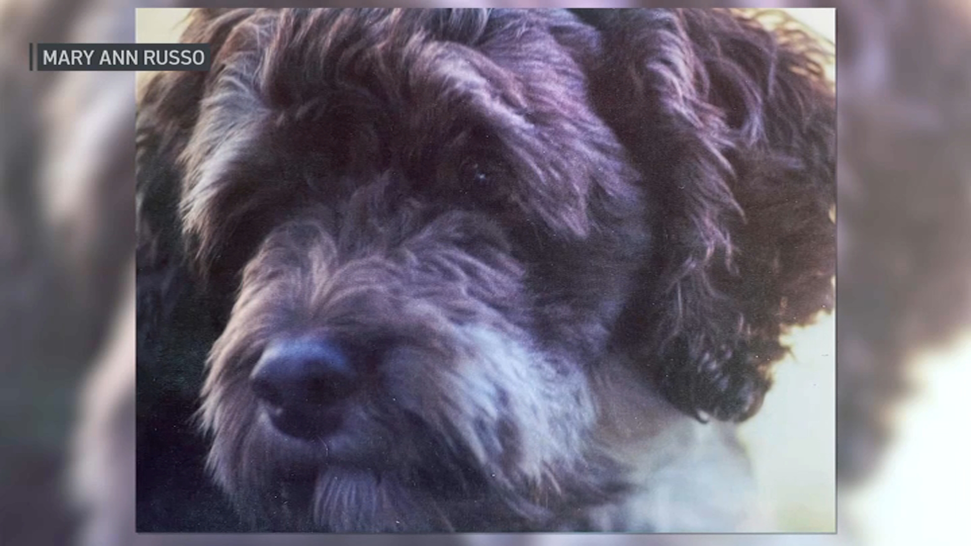 Mass. SJC finds dog owners don't have to euthanize terminally ill