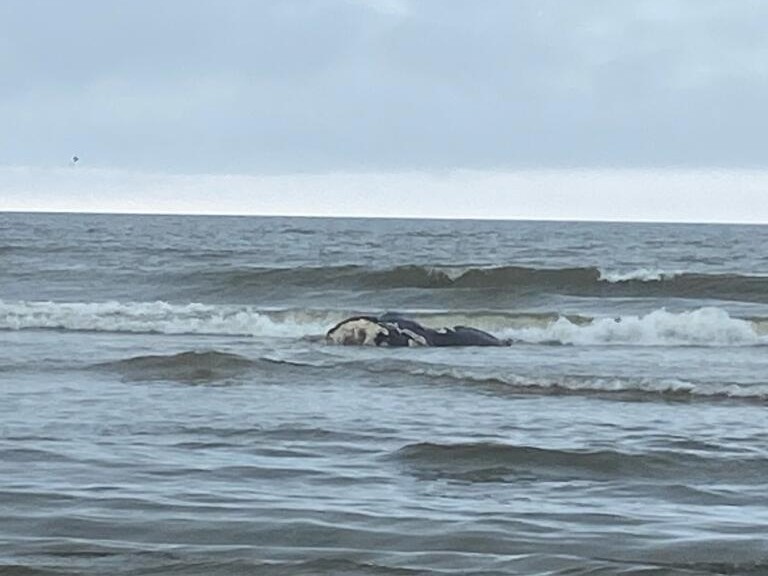 Baby right whale dies from injuries caused by ship collision off