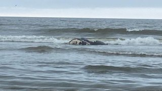 A dead North Atlantic right whale calf in the surf at Cumberland Island National Seashore in Georgia on March 3, 2024.