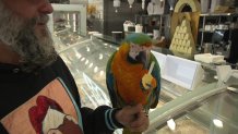 Samba the macaw, who was rescued after being stuck in a tree for two days, enjoys mango gelato with his  owner Giulio Ferrari, March 19, 2024.