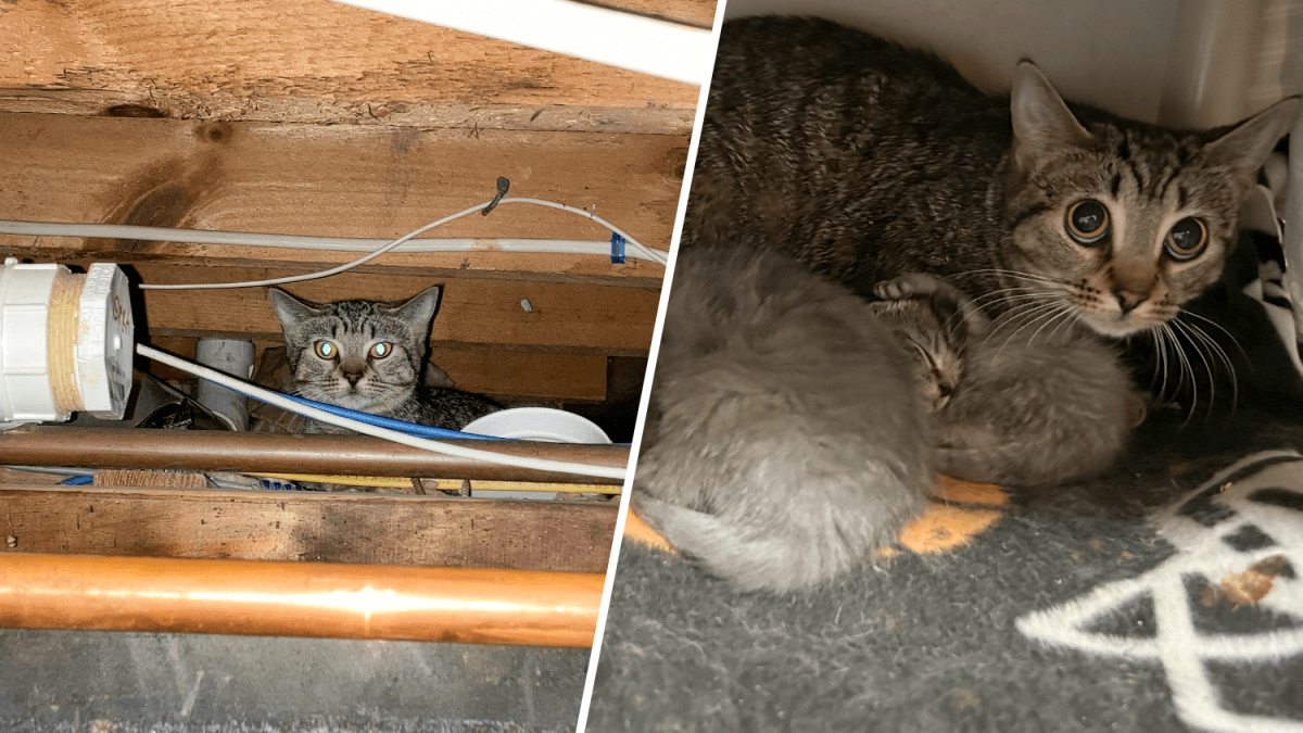 Mother cat 2024 rescues kitten