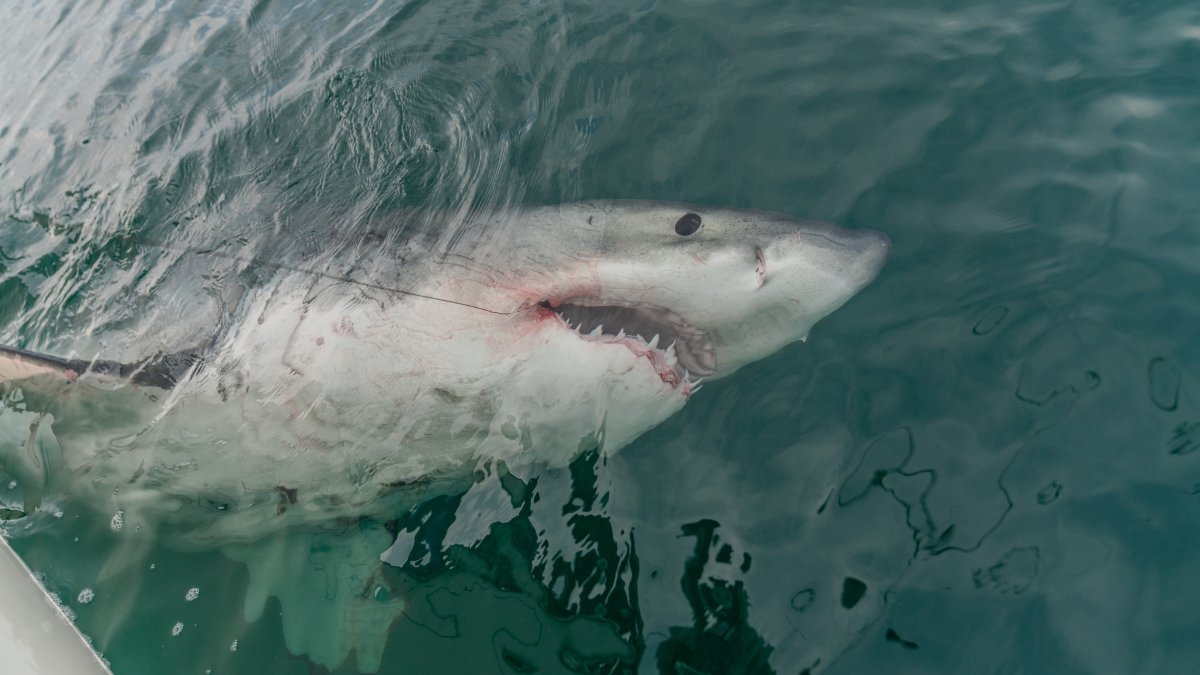 1st great white shark detection off Cape Cod for 2024 – NBC Boston