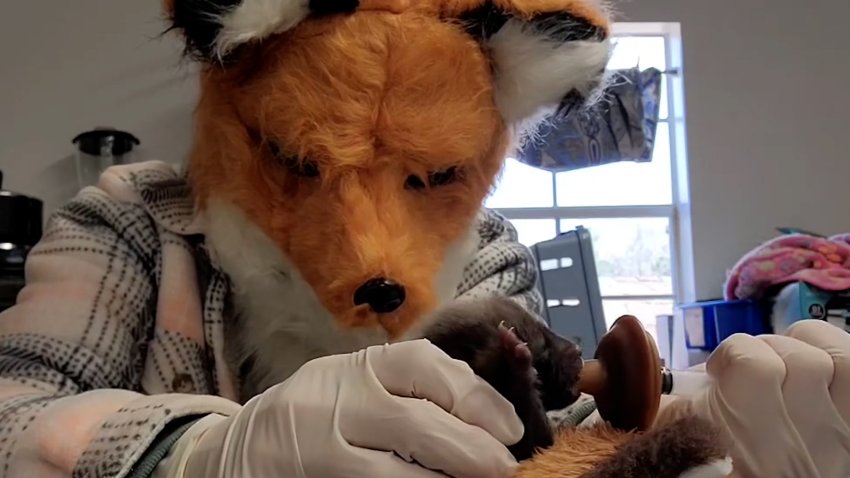 Person wearing furry fox mask bottle feeds an orphaned fox kit