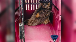 Owl in a red cage that was rescued by police.