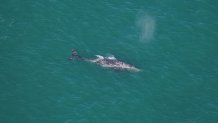 Gray whale spotted off Nantucket – NBC Boston