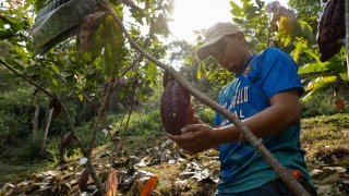 A worker picks cocoa fruit at the Somos Cacao farm in Ragonvalia, Norte de Santader department, Colombia, on Friday, March 22, 2024.