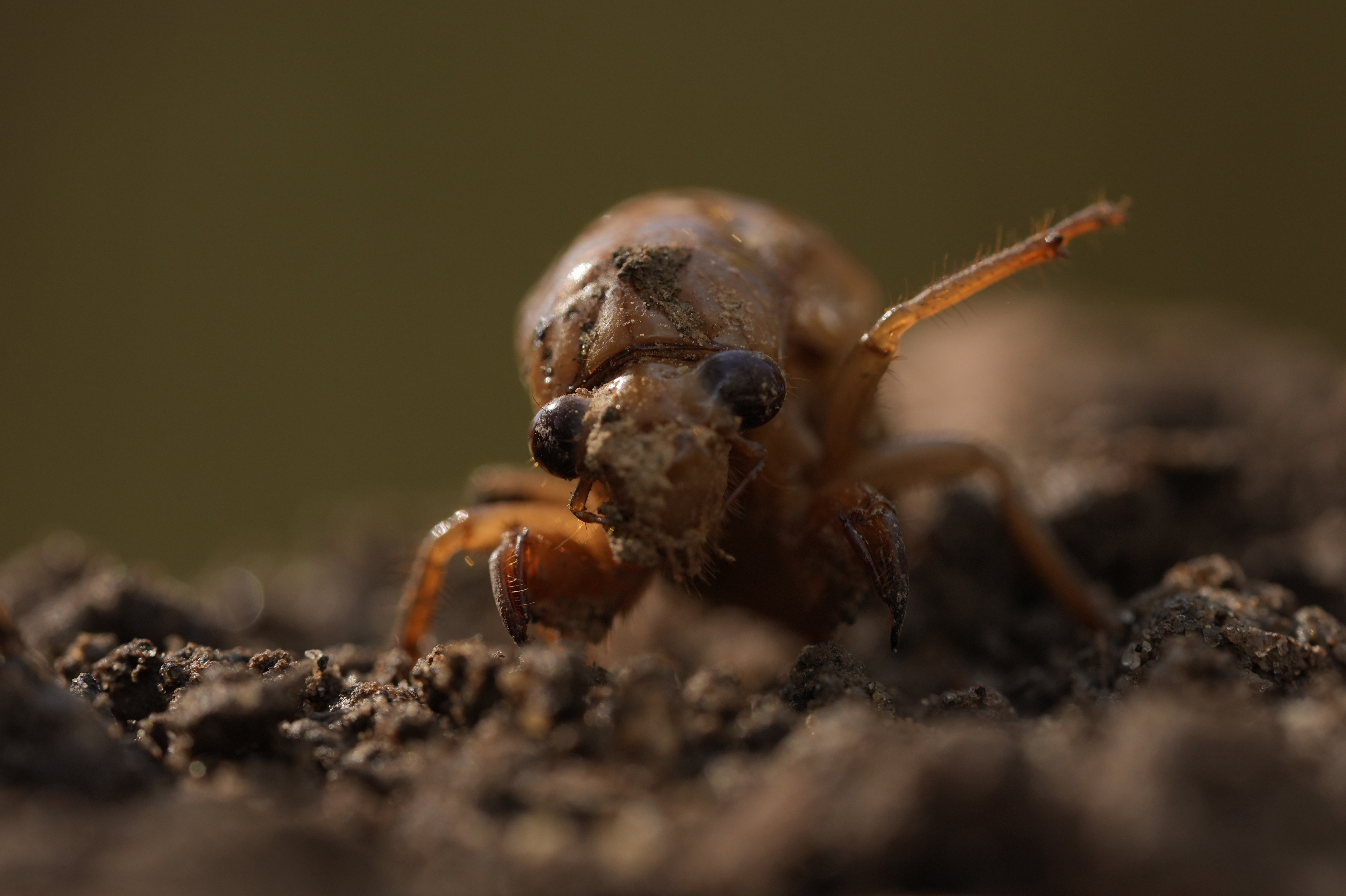 Cicada facts: Insect top of animal kingdom in urination flow rate – NBC ...