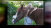 Cape Cod horse at risk for euthanasia finds forever home at local rescue organization