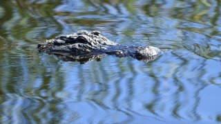 Alligator in South Carolina rips off diver's arm.