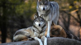 Pair of gray wolves.