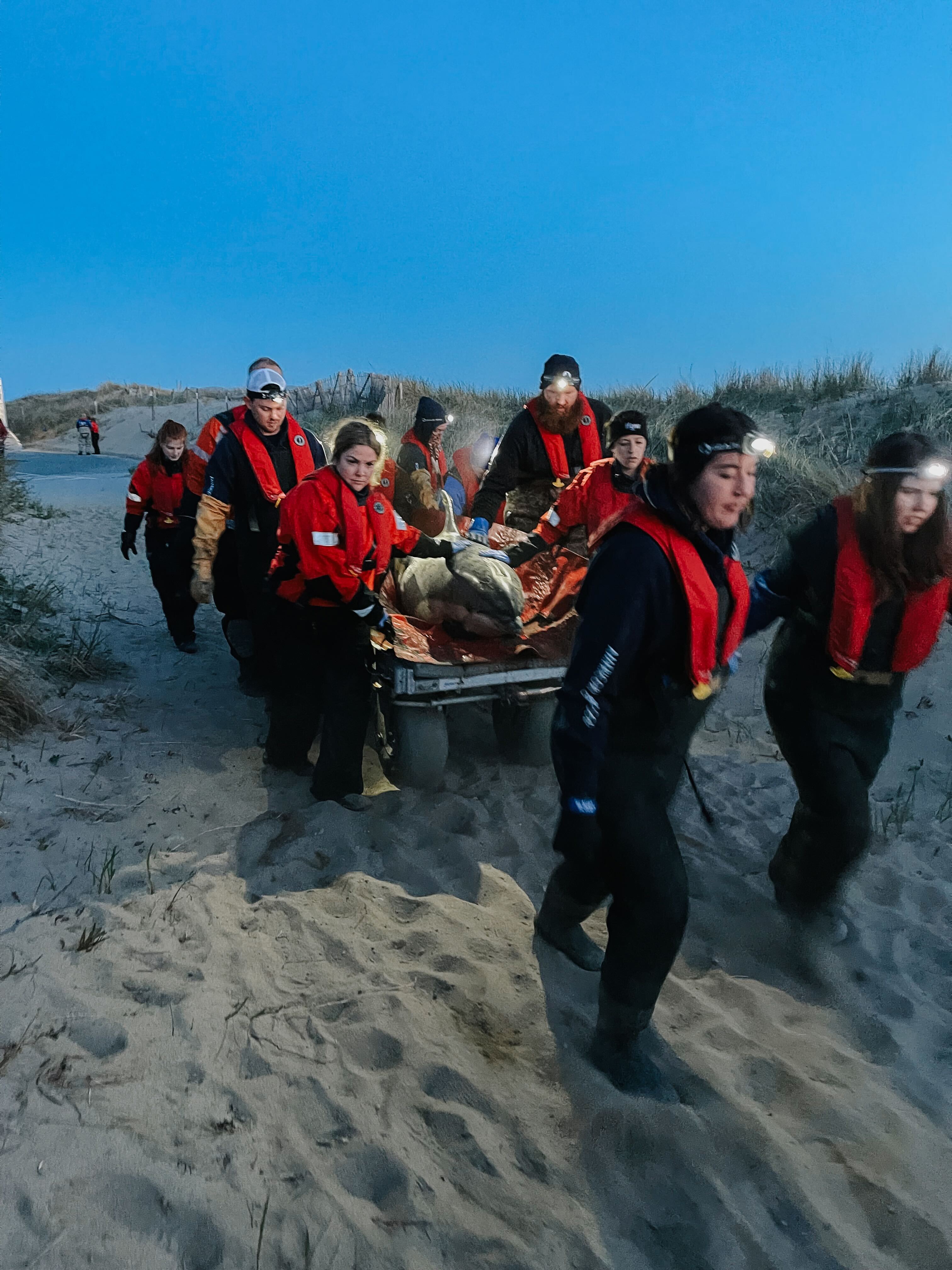 Cape Cod dolphin rescue at Wellfleet, MA: Details, photos – NBC Boston