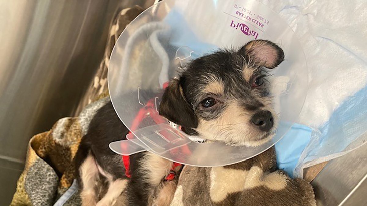 マサチューセッツ州リンカーンの犬遺棄事件捜査中 – NBCボストン