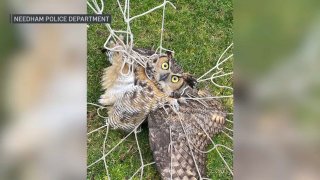 This owl was rescued from a soccer net at a Needham middle school Monday.