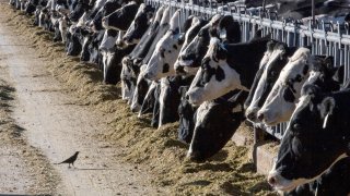 FILE – Dairy cattle feed at a farm on March 31, 2017, near Vado, N.M. The U.S. Department of Agriculture said Monday, March 25, 2024, that milk from dairy cows in Texas and Kansas has tested positive for bird flu. (AP Photo/Rodrigo Abd, File)