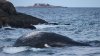 Dead whale washes up on beach in Marblehead